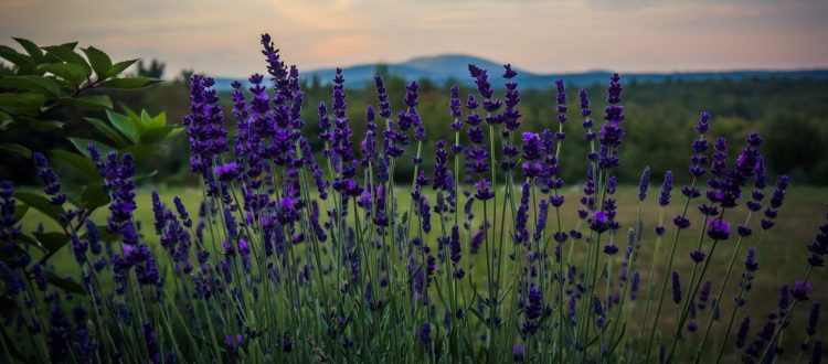 The Farm at SummitWynds lavender field.