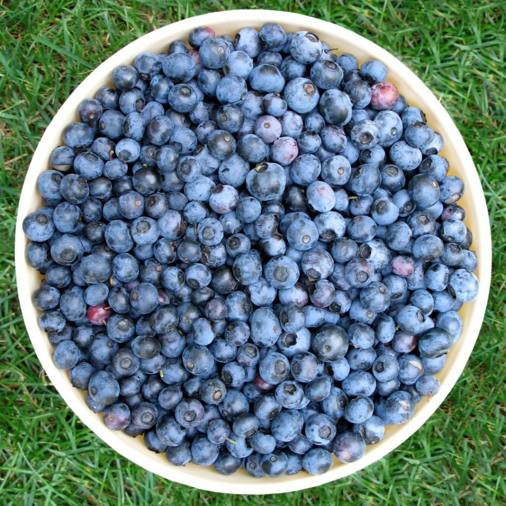 Picked blueberries in a bowl. 